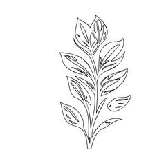 Elegant botanical illustration of a plant stem with delicate, detailed leaves