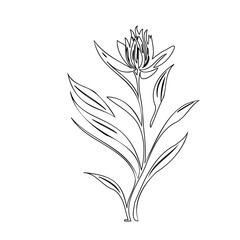 Elegant floral line art illustration with delicate blossom and leaves design