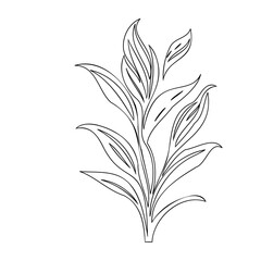 Elegant botanical line drawing, depicting stylized foliage on a white canvas