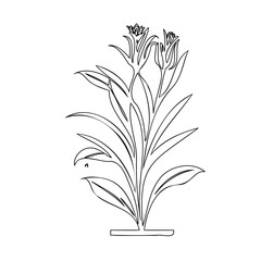 Elegant Botanical Illustration: Delicate Floral Line Art Against White Backdrop