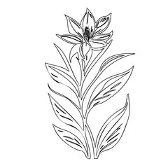 Elegant botanical illustration: A minimalist floral depiction with detailed linework