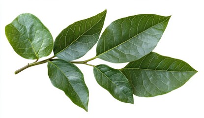 Obraz premium Isolated green leaves branch on white background