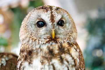 モリフクロウ,
英名学名：Tawny Owl, Strix aluco,（フクロウ科）
三島市、静岡県-2025年3月30日
