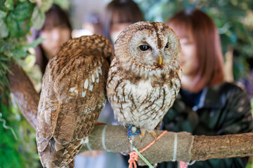 モリフクロウ,
英名学名：Tawny Owl, Strix aluco,（フクロウ科）
三島市、静岡県-2025年3月30日
