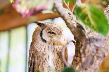 アフリカオオコノハズク,
英名学名：Northern white-faced owl, Ptilopsis leucotis,（フクロウ科）
三島市、静岡県-2025年3月30日

