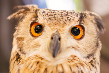 アメリカワシミミズク,
英名学名：Great Horned Owl, Bubo virginianus,（フクロウ科）
三島市、静岡県-2025年3月30日
