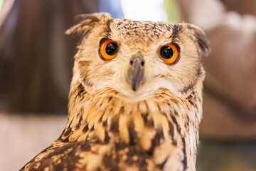 アメリカワシミミズク,
英名学名：Great Horned Owl, Bubo virginianus,（フクロウ科）
三島市、静岡県-2025年3月30日
