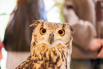 アメリカワシミミズク,
英名学名：Great Horned Owl, Bubo virginianus,（フクロウ科）
三島市、静岡県-2025年3月30日
