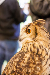 アメリカワシミミズク,
英名学名：Great Horned Owl, Bubo virginianus,（フクロウ科）
三島市、静岡県-2025年3月30日
