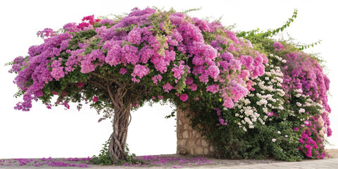 Colorful Tropical Bougainvillea Flowers with Green Leaves – High-Quality Botanical Artwork