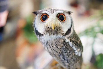 アフリカオオコノハズク,
英名学名：Northern white-faced owl, Ptilopsis leucotis,（フクロウ科）
三島市、静岡県-2025年3月30日
