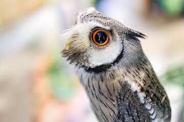 アフリカオオコノハズク,
英名学名：Northern white-faced owl, Ptilopsis leucotis,（フクロウ科）
三島市、静岡県-2025年3月30日
