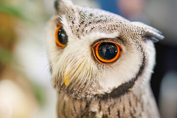 アフリカオオコノハズク,
英名学名：Northern white-faced owl, Ptilopsis leucotis,（フクロウ科）
三島市、静岡県-2025年3月30日
