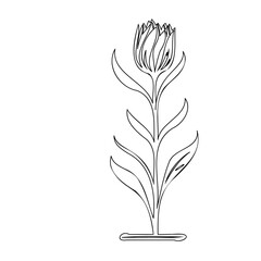 Elegant floral line art illustration with slender petals and graceful curves