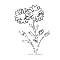 Elegant floral design featuring two daisy flowers with intricate petal detailing