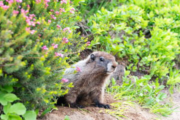 Wild marmot in nature. Woodchuck or groundhog outdoor. Wild rodent animal in nature. Capybara on the ground. Rodent groundhog. Rodent animal. Wildlife nature. Woodchuck marmot