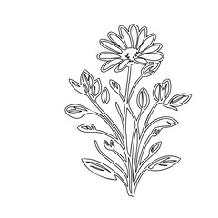 Elegant outline of a stylized daisy blossom with budding foliage illustration