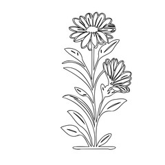 Delicate floral outline illustration featuring stylized daisy-like blossoms