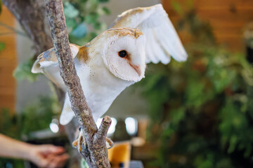 メンフクロウ
英名学名：Barn Owl, Tyto alba,（フクロウ科）

三島市、静岡県-2025年3月30日
