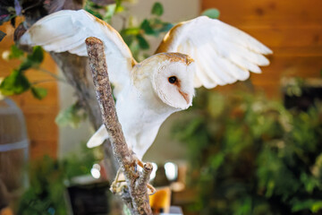 メンフクロウ
英名学名：Barn Owl, Tyto alba,（フクロウ科）

三島市、静岡県-2025年3月30日

