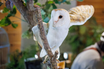 メンフクロウ
英名学名：Barn Owl, Tyto alba,（フクロウ科）

三島市、静岡県-2025年3月30日
