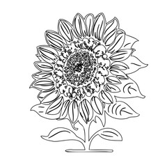 Elegant Sunflower Outline Design: A Minimalist Botanical Illustration for Creative Projects