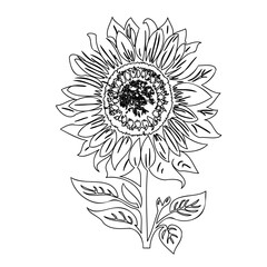 Detailed Sunflower Line Art Illustration on White Background for Design Purposes