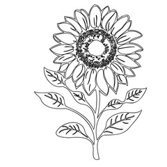 Monochrome Sunflower Outline: Detailed Botanical Illustration for Design Elements
