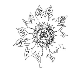 Elegant sunflower line art illustration for creative design projects