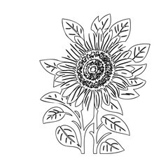 Monochrome Line Drawing of a Sunflower with Detailed Petals and Leaves Arrangement