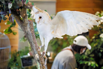 メンフクロウ
英名学名：Barn Owl, Tyto alba,（フクロウ科）

三島市、静岡県-2025年3月30日
