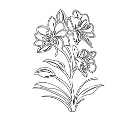 Delicate orchid blossom botanical outline, a natural beauty minimalist illustration