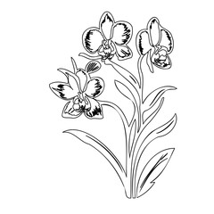 Elegant Orchid Blossom Outline: A Delicate Floral Illustration for Creative Projects