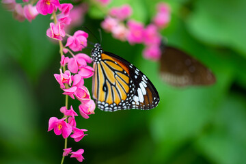 Butterfly on a flower in garden and blurred background	