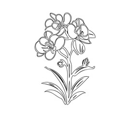Elegant orchid floral botanical drawing with outlined petals and leaves illustration