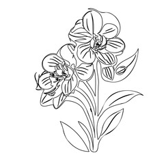Elegant monochrome orchid sketch evoking simplicity and natural beauty