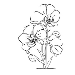 Elegant orchid blossom illustration featuring delicate floral contours in monochrome