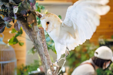 メンフクロウ
英名学名：Barn Owl, Tyto alba,（フクロウ科）

三島市、静岡県-2025年3月30日
