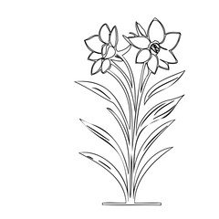 Elegant floral contour drawing showcasing two lilies in bloom against a stark background