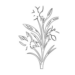 Elegant botanical drawing showcasing linear daffodils and foliage composition