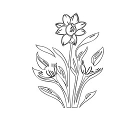 Elegant monochromatic floral sketch: Graceful daffodil illustration in linear design