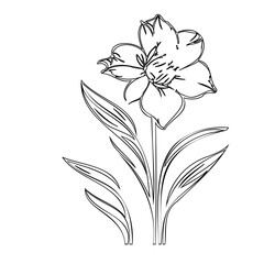 Elegant monochrome floral illustration, showcasing delicate petal arrangements and sleek lines