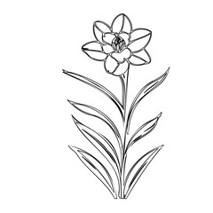 Minimalist botanical line art: Daffodil flower illustration, clean and simplistic