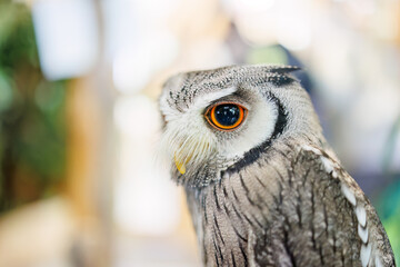 アフリカオオコノハズク,
英名学名：Northern white-faced owl, Ptilopsis leucotis,（フクロウ科）
三島市、静岡県-2025年3月30日
