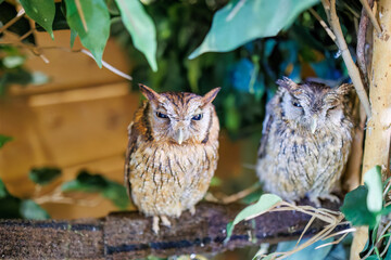 スピックスコノハズク, 
英名学名：Tropical screech owl, Megascops choliba,（フクロウ科）
三島市、静岡県-2025年3月30日
