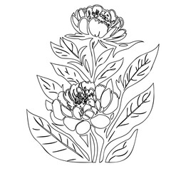 Elegant floral composition with blossoming peonies in delicate monochrome outline