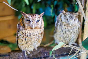 スピックスコノハズク, 
英名学名：Tropical screech owl, Megascops...