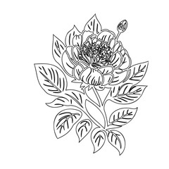 Elegant floral outline illustration on white background, botanical drawing