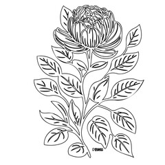Elegant botanical illustration showcasing a blooming flower with intricate foliage