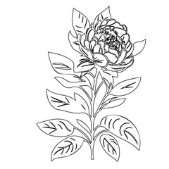 Elegant floral line art showcasing a blooming peony with detailed foliage